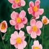 Pink Anemone Paint by numbers