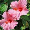 Pink Hibiscus Paint by numbers