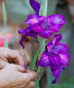 Purple Netted Iris paint by numbers