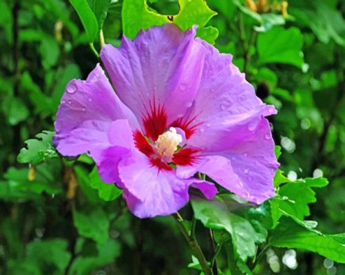 Purple Hibiscus Flower Paint by numbers Paint by numbers