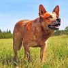 red-heeler-dog-paint-by-number