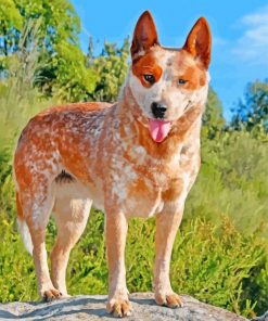red-heeler-paint-by-numbers