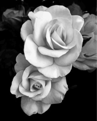 rose-black-and-white-flowers-paint-by-numbers