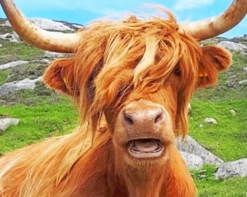scottish-highland-cow-paint-by-numbers-510x407-1