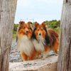 Shelties Dogs Paint by numbers