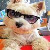 Stylish Westie Paint by numbers