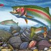 Rainbow Trout Paint by numbers