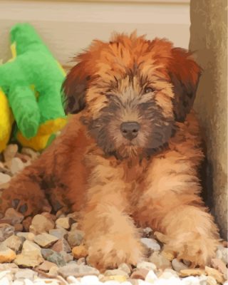 Wheaten Terrier Puppy paint by numbers