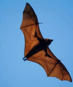 Wide Winged Bat Flies Paint by numbers