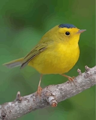 yellow-canary-bird-paint-by-numbers