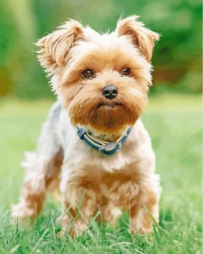 Yorkshire Terrier Paint by numbers