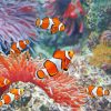 Aesthetic Clownfish Undersea paint by number