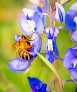 Bee And Bluebonnet paint by numbers