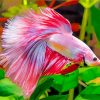 Betta Siamese Fighting Fish paint by number
