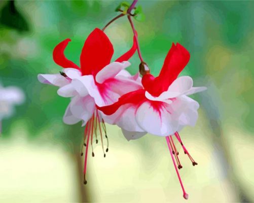 Blooming Fuchsia Flowering Plant paint by number