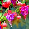 Blossom fuchsia flowers paint by numbers