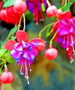 Blossom fuchsia flowers paint by numbers