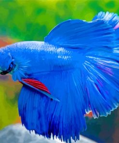 Blue Siamese Fighting fish paint by number