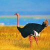 Common Ostrich Paint By Numbers