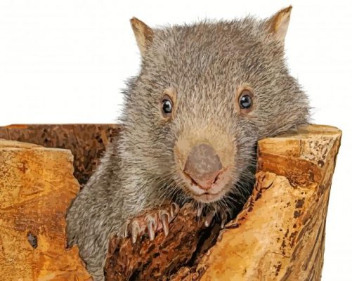 Common Wombat Paint By Number