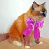Cute Cat Bow Tie paint by number