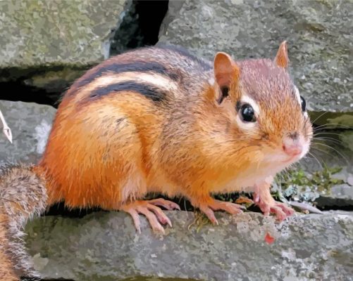 Cute Little Chipmunk paint by number