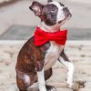 Dog With Red Bow Tie paint by number