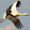 Flying Stork paint by number