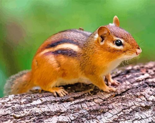 Least chipmunk paint by numbers