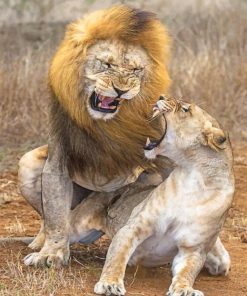 Lion-Aggression