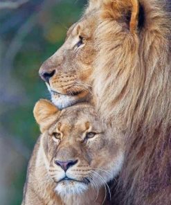 Lion-Couple
