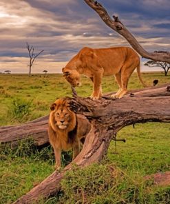 MOH_Lions-and-Lioness-in-Africa