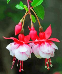 Pink White fuchsia flowers paint by number
