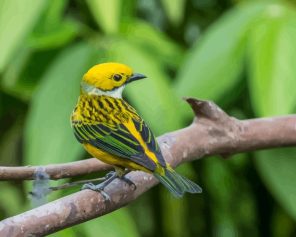 The Silver Throated Tanager paint by number