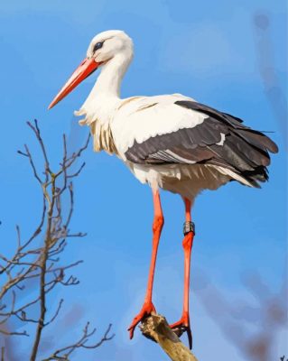 White Stork Bird paint by number