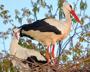 White Stork Birds paint by number