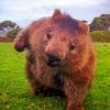 Wombat Animal Paint By Number