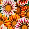 aesthetic-gazania-paint-by-number