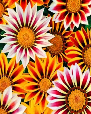 aesthetic-gazania-paint-by-number