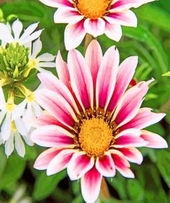 african-daisies-gazania-flowers-paint-by-numbers