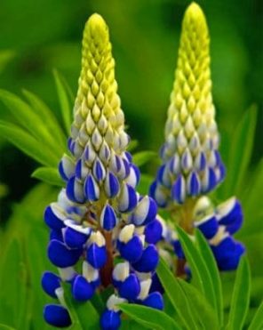 Blue Lupine Flowers paint by numbers