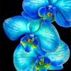 Blue Orchid paint by numbers