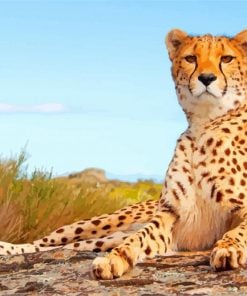 cheetah-paint-by-number
