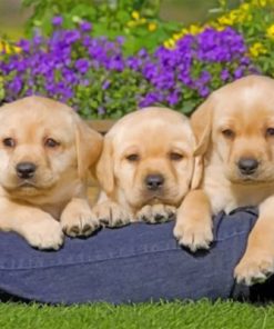 Yellow Labrador Puppies paint by numbers