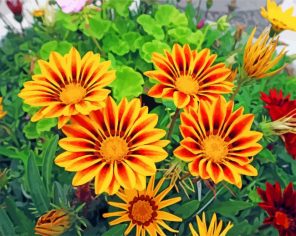 gazania-flowers-paint-by-numbers
