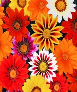 gazania-paint-by-numbers