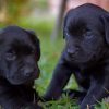 Labrador Dog Puppies Paint by numbers