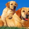 Labrador Retriever Dogs paint by numbers