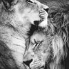 lion-and-lioness-paint-by-number