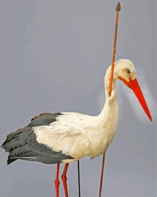 stork Bird Animal paint by numbers